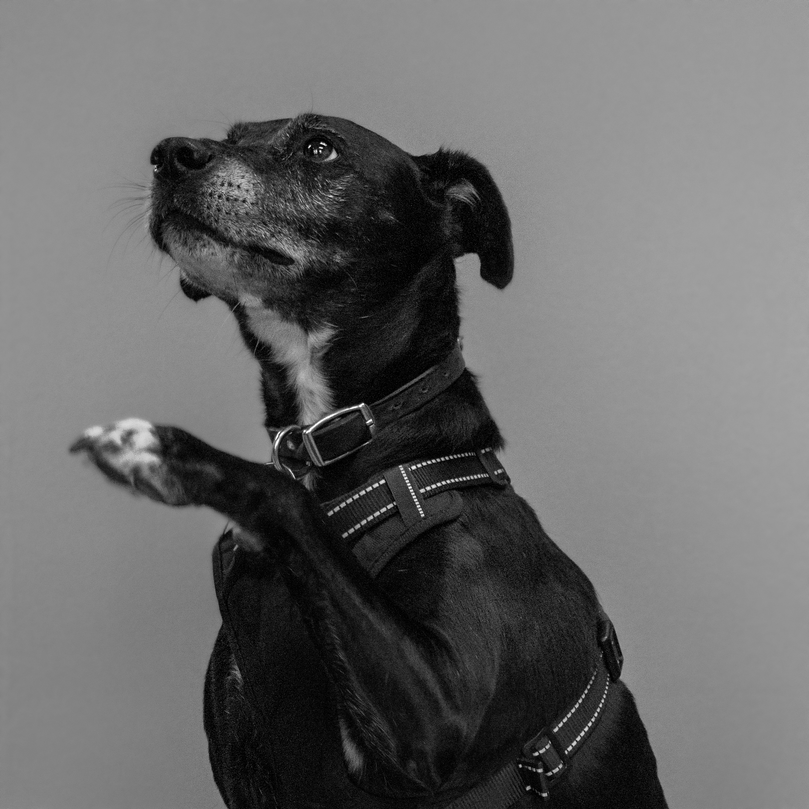 Harley-Chief-Barketing-Officer-Digital-55